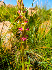 Satyrium macrophyllum
