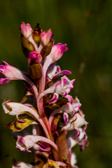 Satyrium macrophyllum