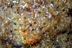 Botryllus