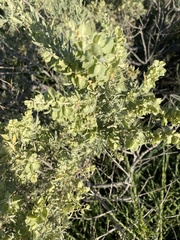 Atriplex canescens