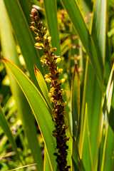 Satyrium parviflorum