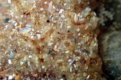 Botryllus