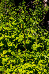 Satyrium parviflorum