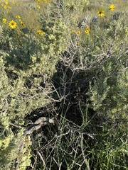 Atriplex canescens