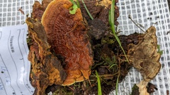 Fulvoderma scaurum