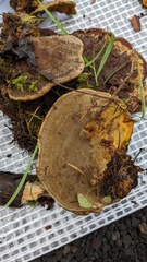 Fulvoderma scaurum