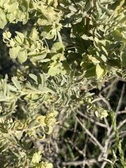 Atriplex canescens