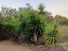 Yucca gloriosa