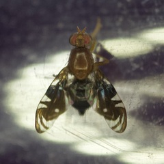 Parastenopa limata