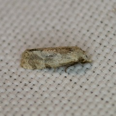 Platphalonidia magdalenae