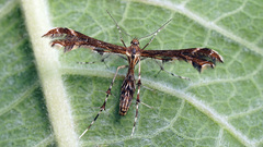 Oxyptilus chrysodactyla