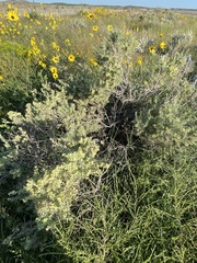 Atriplex canescens