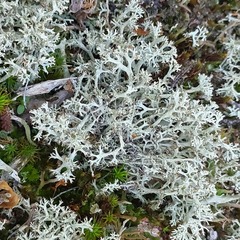 Cladonia gracilis