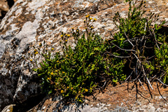 Senecio subrubriflorus