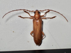 Atylostagma politum