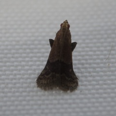 Eulogia ochrifrontella