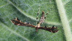 Oxyptilus chrysodactyla