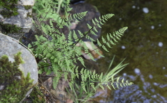 Cystopteris laurentiana