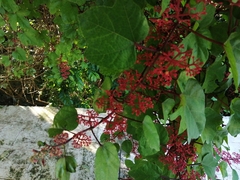 Cissus erosa
