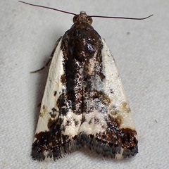 Acontiinae