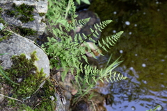 Cystopteris laurentiana