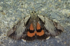Catocala ultronia