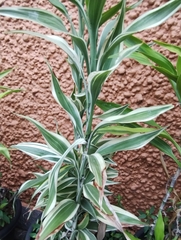 Dracaena sanderiana