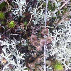 Cladonia gracilis
