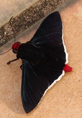 Pyrrhopyge charybdis