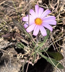 Dimorphotheca montana