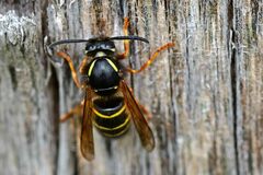 Dolichovespula media