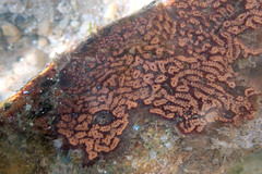 Botrylloides leachii