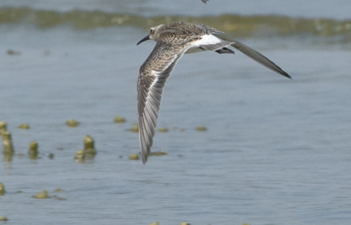Correlimos zarapitín (Calidris ferruginea)