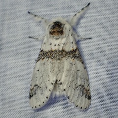 Furcula scolopendrina