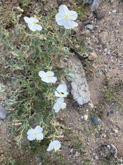 Oenothera pallida