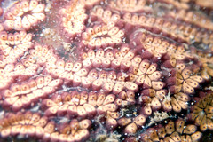 Botrylloides leachii