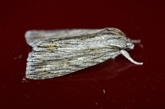 Acronicta lithospila