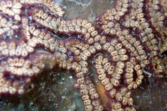 Botrylloides leachii