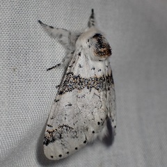 Furcula scolopendrina