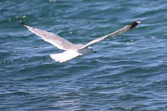 Larus argentatus mongolicus