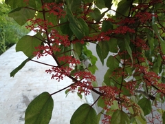 Cissus erosa