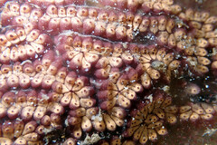 Botrylloides leachii