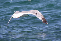 Larus argentatus mongolicus