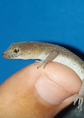 Gymnodactylus darwinii