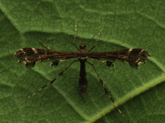 Oxyptilus parvidactyla