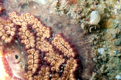 Botrylloides leachii