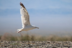 Larus argentatus mongolicus