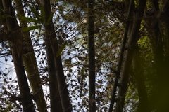 Lonchura striata subsquamicollis