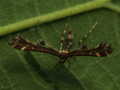 Oxyptilus parvidactyla