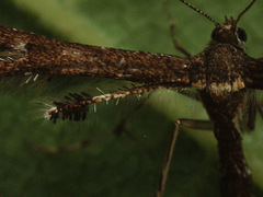 Oxyptilus parvidactyla